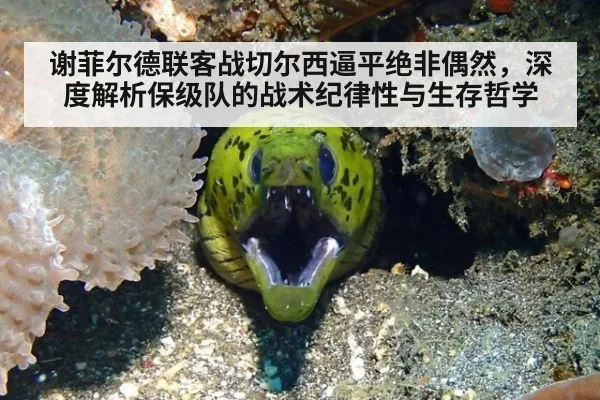 谢菲尔德联客战切尔西逼平绝非偶然，深度解析保级队的战术纪律性与生存哲学